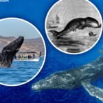 Amenazas para las ballenas azules: descubre qué las pone en peligro
