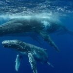 Comportamiento de reproducción de las ballenas azules