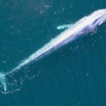 Desafíos en la protección de ballenas azules y peces luna