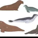 Descubre las impresionantes características físicas de las focas