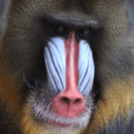 El mandril, un primate fascinante y colorido.