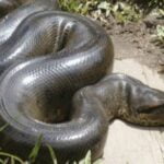 Interpretación de los sueños con anacondas: significado y simbolismo