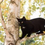 Las increíbles adaptaciones de las garras en reptiles trepadores