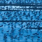 Migraciones de mamíferos marinos y su importancia en los ecosistemas