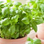 Plantas comestibles para infusiones y tés: las mejores opciones