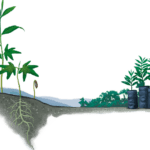 Sobreproducción de plantas: ¿Cómo afecta a la biodiversidad?